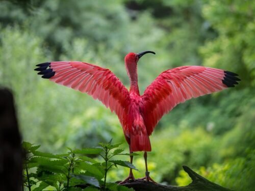 Guará vermelho (íbis escarlate) pousado com asas abertas, exibindo plumagem vermelha intensa com pontas pretas, símbolo do passeio Revoada dos Guarás no Delta do Parnaíba.